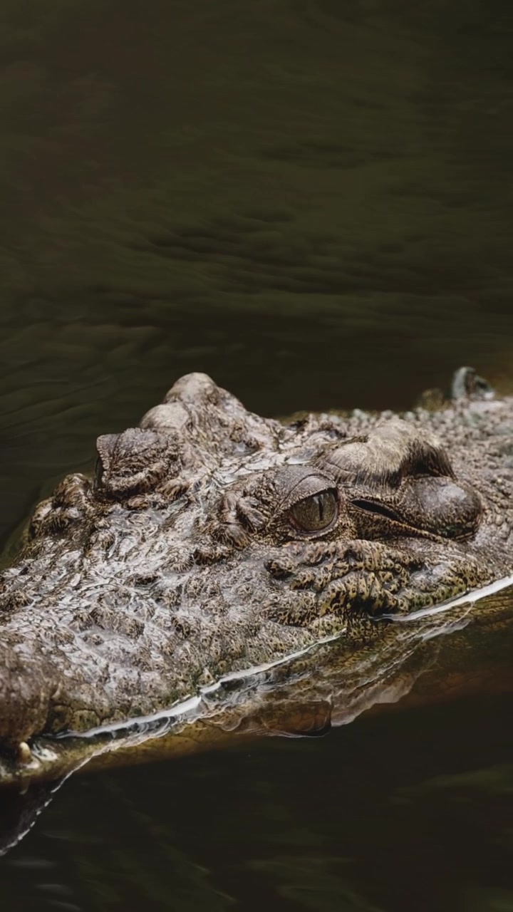 En krokodil simmar lugnt i en flod