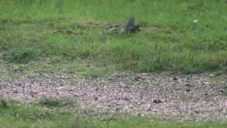 Crested-Pigeon-On-Gravel-Grass-Driveway-Taking-Flight-Flying-Australia-Gippsland-Victoria-Maffra