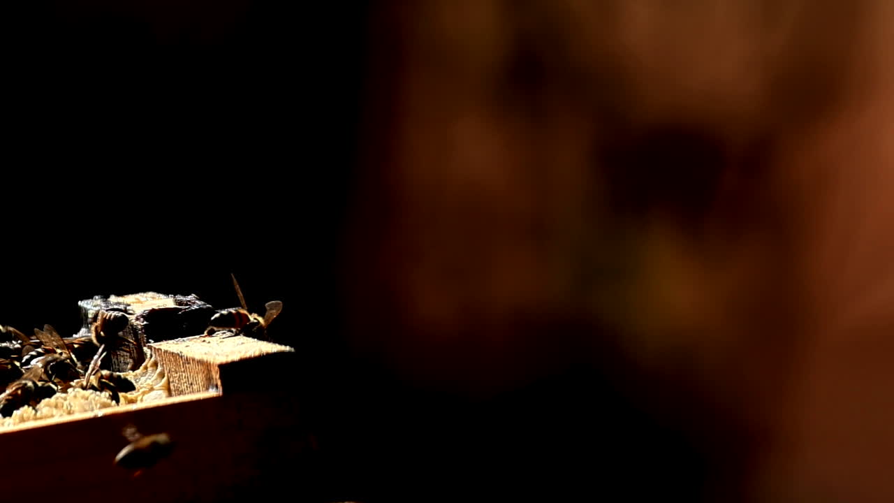 Bees performing their intricate wiggle dance in slow motion, communicating the food source availability they have found, great teamwork and coordination within the hive system