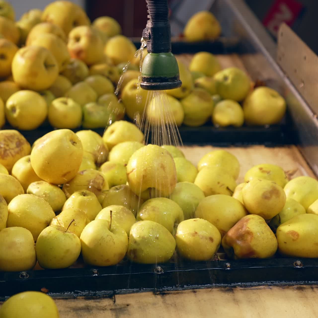 Yellow apples under the flowing water. Ripe fruit being washed for future processing at food factory. Close up
