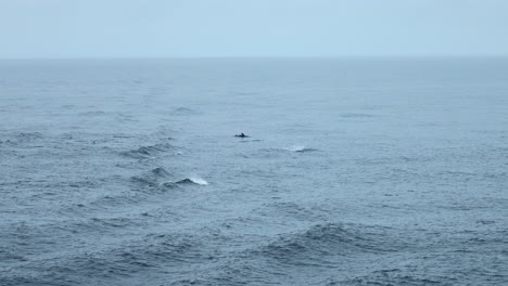 dolphins in the ocean