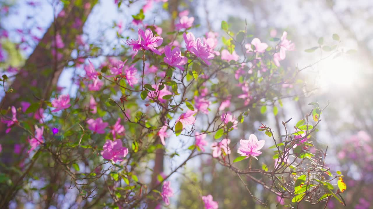 Des fleurs roses éclosent vivement sous la chaude lumière du soleil filtrant à travers les branches. Un flou artistique met en valeur les pétales, créant une atmosphère onirique et romantique
