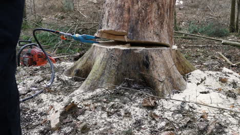 tree felling with chainsaw and the help of hydraulic jaw