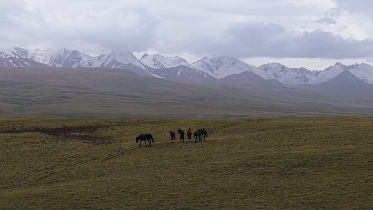 Horses Near The Terskey Alatau Mountain Range in Kyrgyzstan, Tian Shan Mountain. Wide Shot