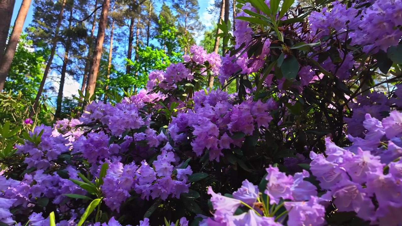 Lilla rododendronbusk i full blomst i en botanisk hage i Babite, Latvia, i en frodig skog på en solrik vårdag