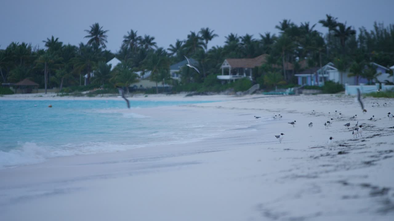 열대적 인  모래 해변 에 있는 바다 새 들