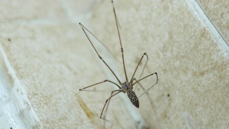 detaillierte makro-nahaufnahme einer erwachsenen papa-langbeinspinne, die das spinnennetz sorgfältig reinigt und dann nach unten kippt, um die brut von hunderten frisch geschlüpfter spinnen im netz darunter freizulegen