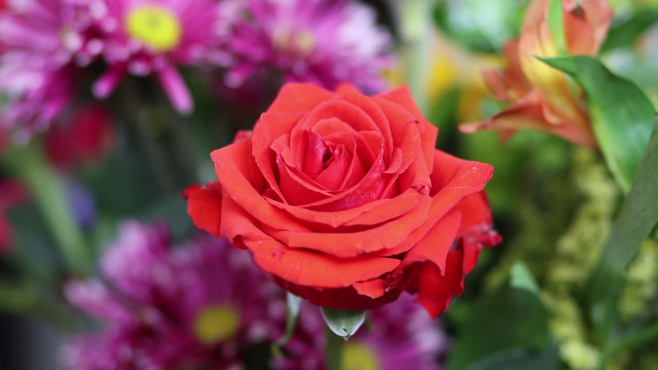 En lyserød rose skiller sig ud fra et blomsterarrangement til Valentinsromantik. Bryllupsblomster, 4k