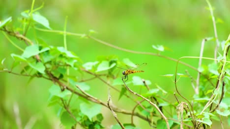 vista macro de la libélula amarilla de pie en una rama en la india
