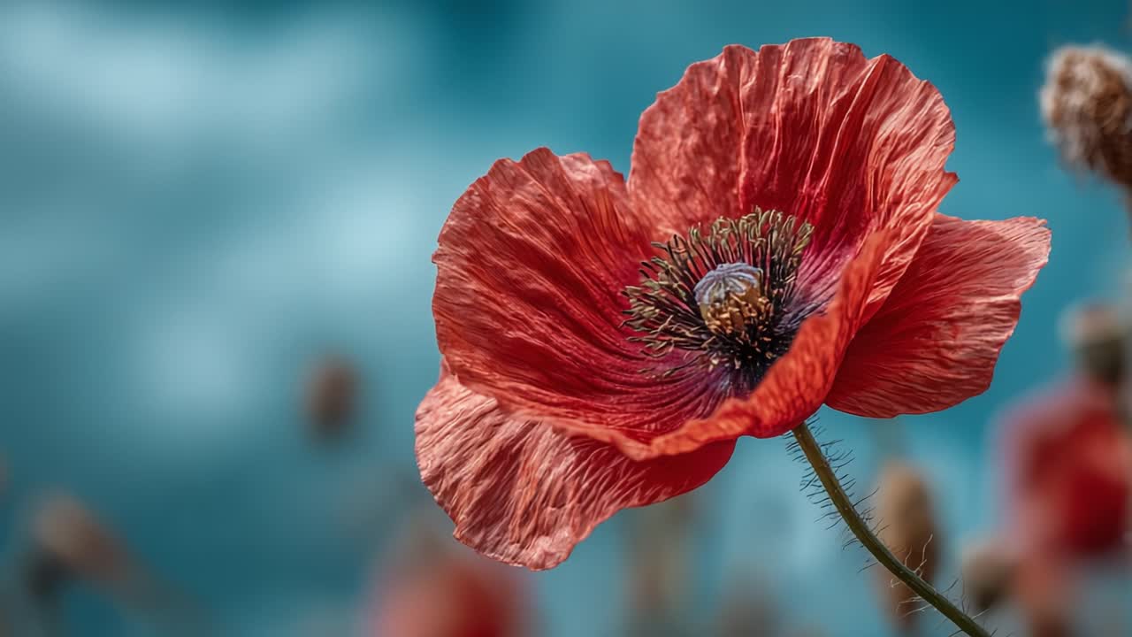 A Stunning Close-Up of a Luminous Red Poppy Flower Against a Soft Blue Background, Capturing Nature's Beauty and Intricacies in Full Bloom