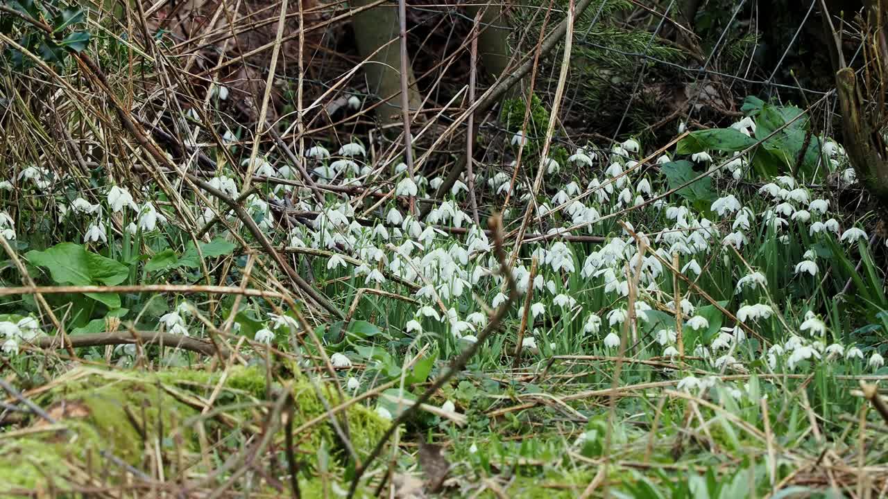 Fiori selvatici di bucaneve che crescono nelle siepi della campagna inglese, un piccolo assaggio di primavera in una giornata uggiosa.