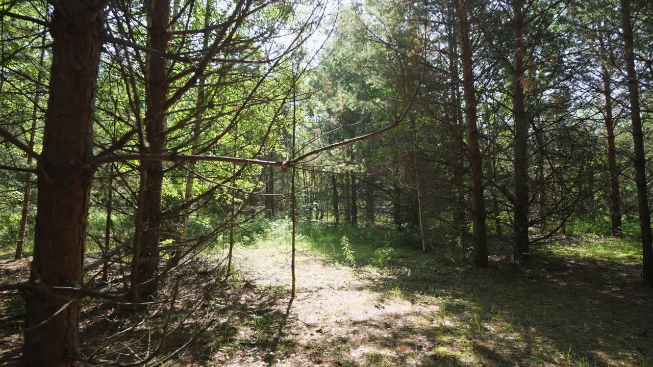 Scena soleggiata della foresta