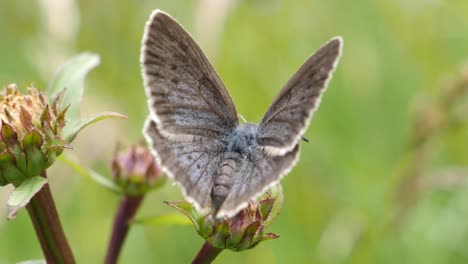 gray moth sits on the blossoms of a flower moving in the wind in a green field - close up slow motion