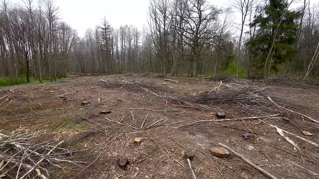 Aerial view - Piles of cut sawn tree branches and many stumps on ground at a deforested logging site