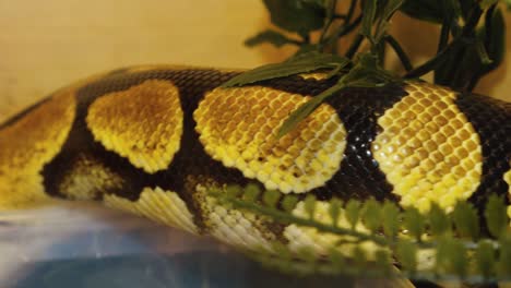 una pitón estrangula una serpiente sostenida por un hombre