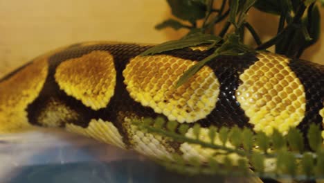 a python strangles a snake held by a man