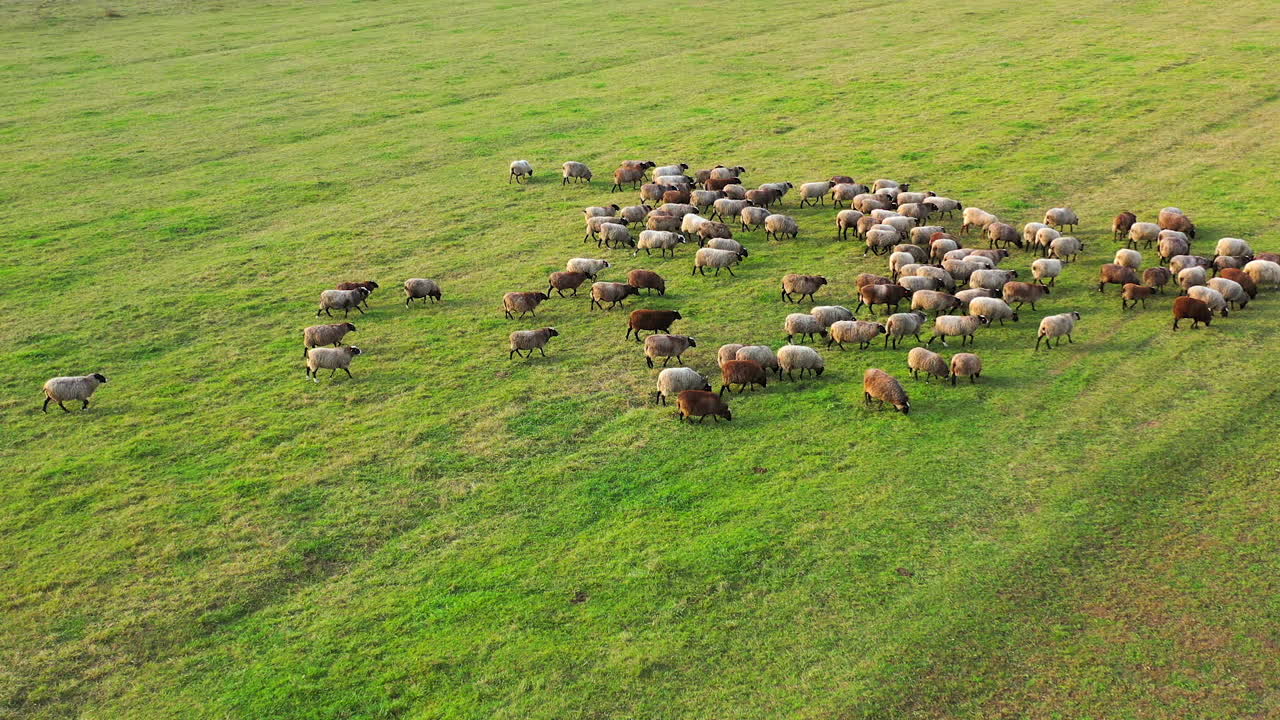 Drone overhead view of sheep herd moving. Top down view of sheep herd feeding on field.