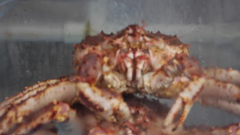 fresh king crab display