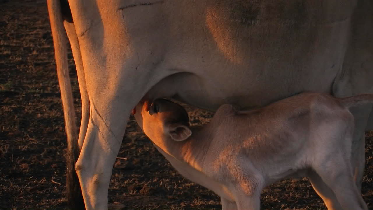 un ternero bebe leche de su madre