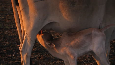 a calf drinks milk from its mother