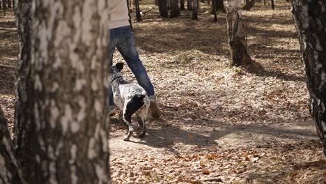 man and dog playing in the forest