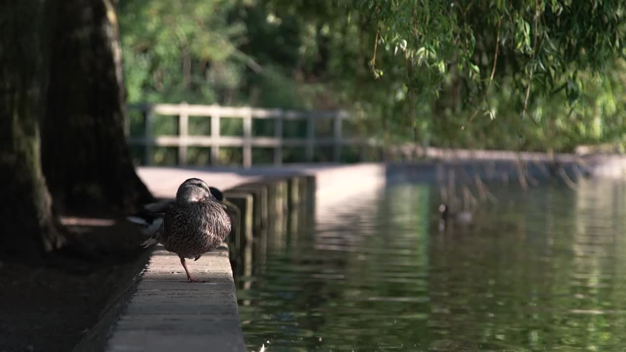 Duck standing on one leg on concrete shoreline of shimmering lake in shade of hanging leaves