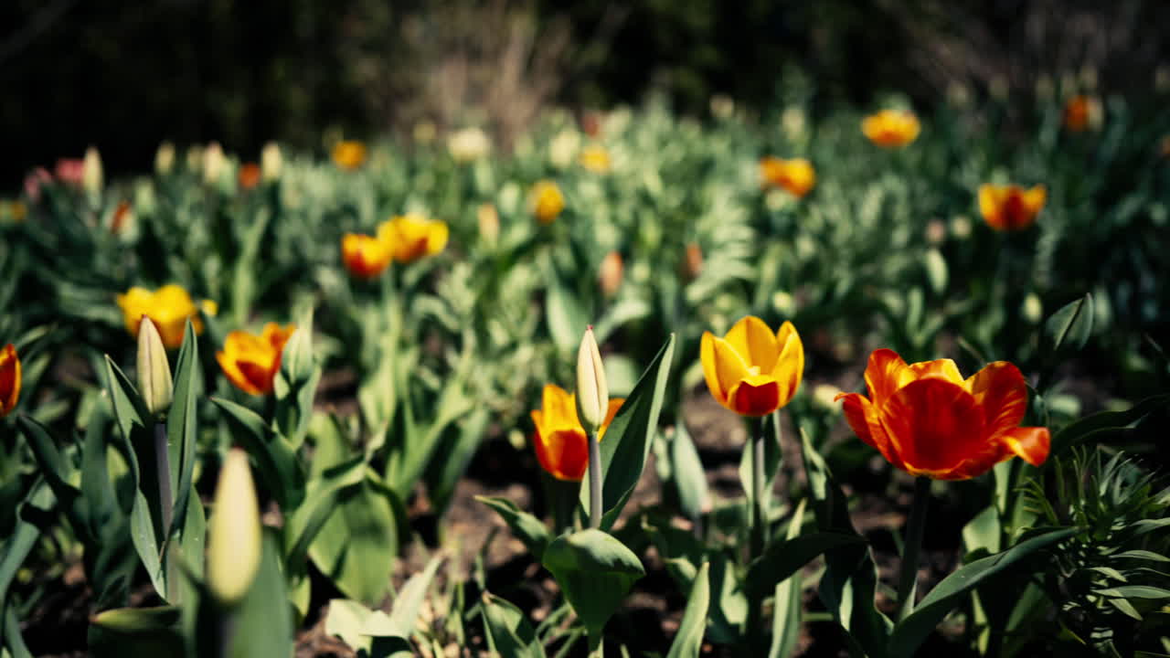 Spring blooming red and yellow tulips