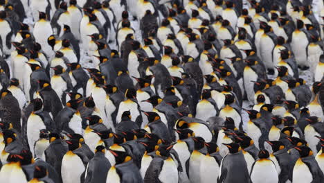 colonia de pingüinos rey con cientos de pingüinos todos juntos llenando el marco