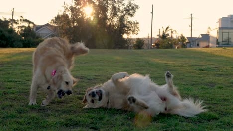 two female golden retrievers wrestling and play fight at park together during sunset