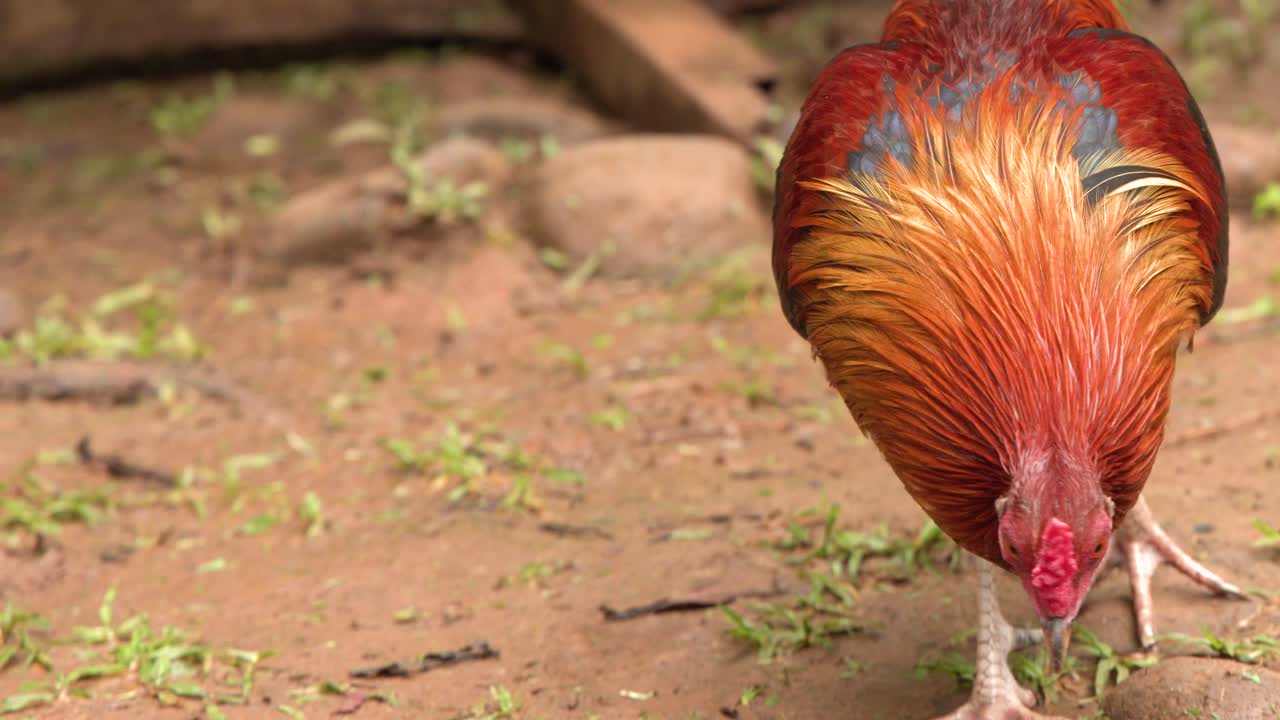Doğal gün ışığında, yan profilden görünen, toprak zeminde yürüyen canlı bir horoz.