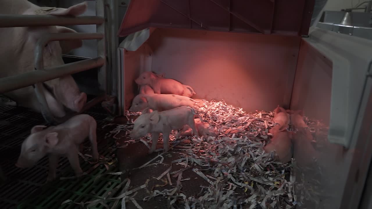 Mother pig in metal enclosure looking at piglets