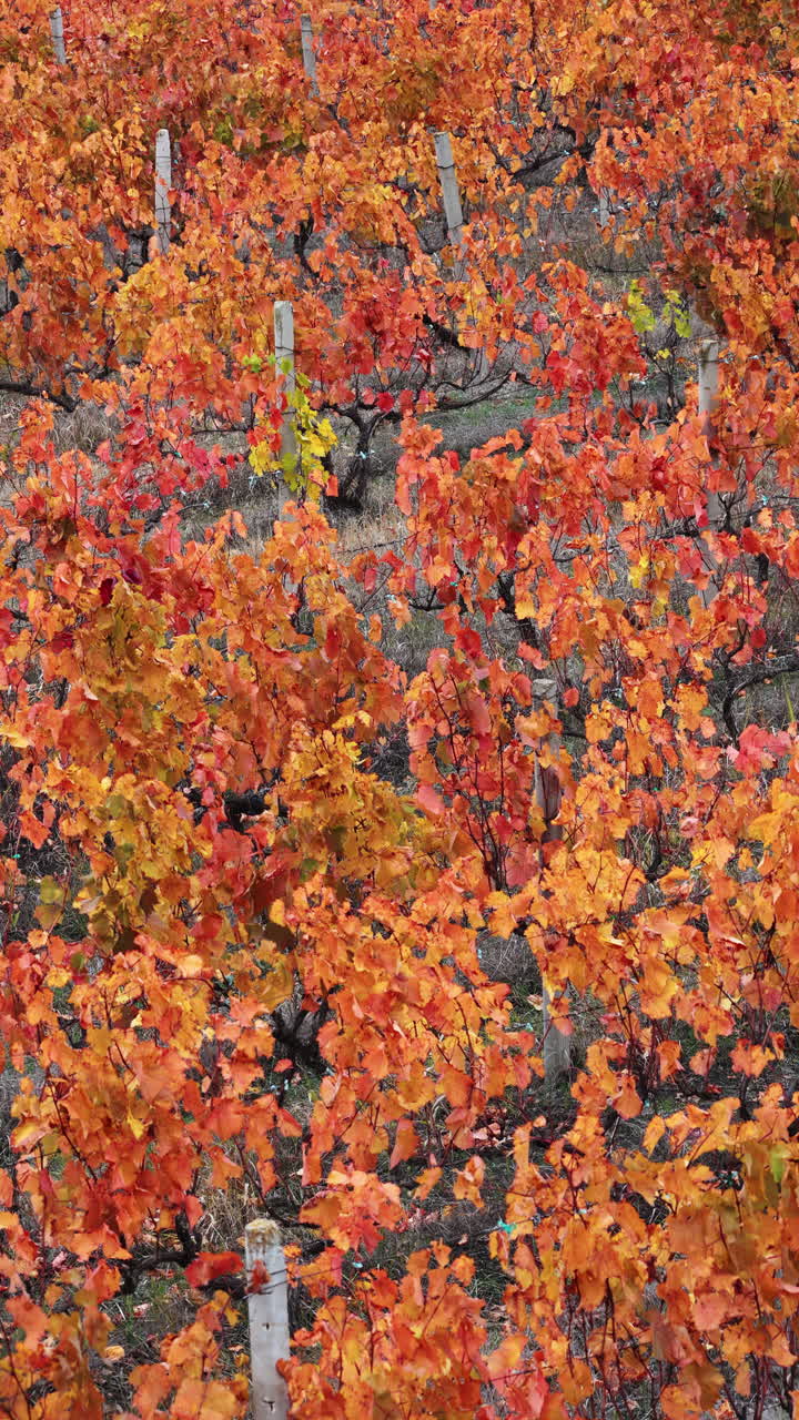 Aerial drone view of a colorful vineyard in Moldova during autumn, with rows of vines displaying vibrant yellow, orange, and red leaves. Vertical