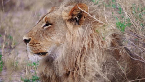 El-León-Macho-Adulto-Soñoliento-Descansa-En-La-Hierba-Alta