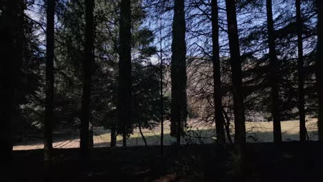 Dolly-Out-Ground-Deep-Contrasted-Dark-Forest-Meadow-with-Clear-Skyline-Landscape-in-Morning-European-Land,-Dry-earth-tones,-Dark-green-pine-trees