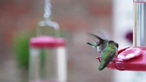 Hummingbirds-are-happy-to-visit-drinking-bowls-near-Sequoia-National-Park,-drink-sugar-syrup