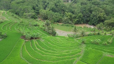 drone vshot de un campo de arroz verde en terrazas cubierto por una planta de arroz verde con algunos cocoteros