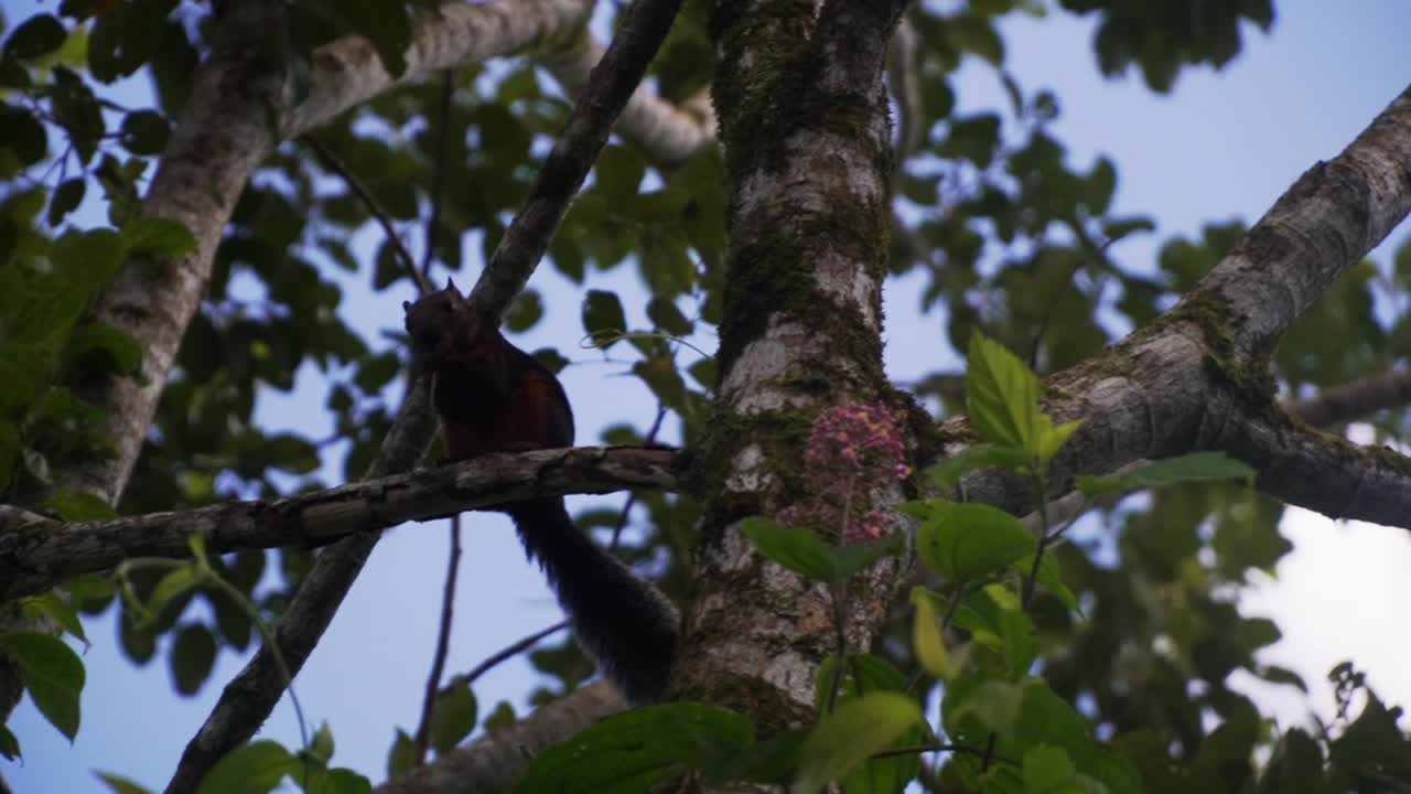 дикая белка ест орех на дереве с голубым небом на заднем плане