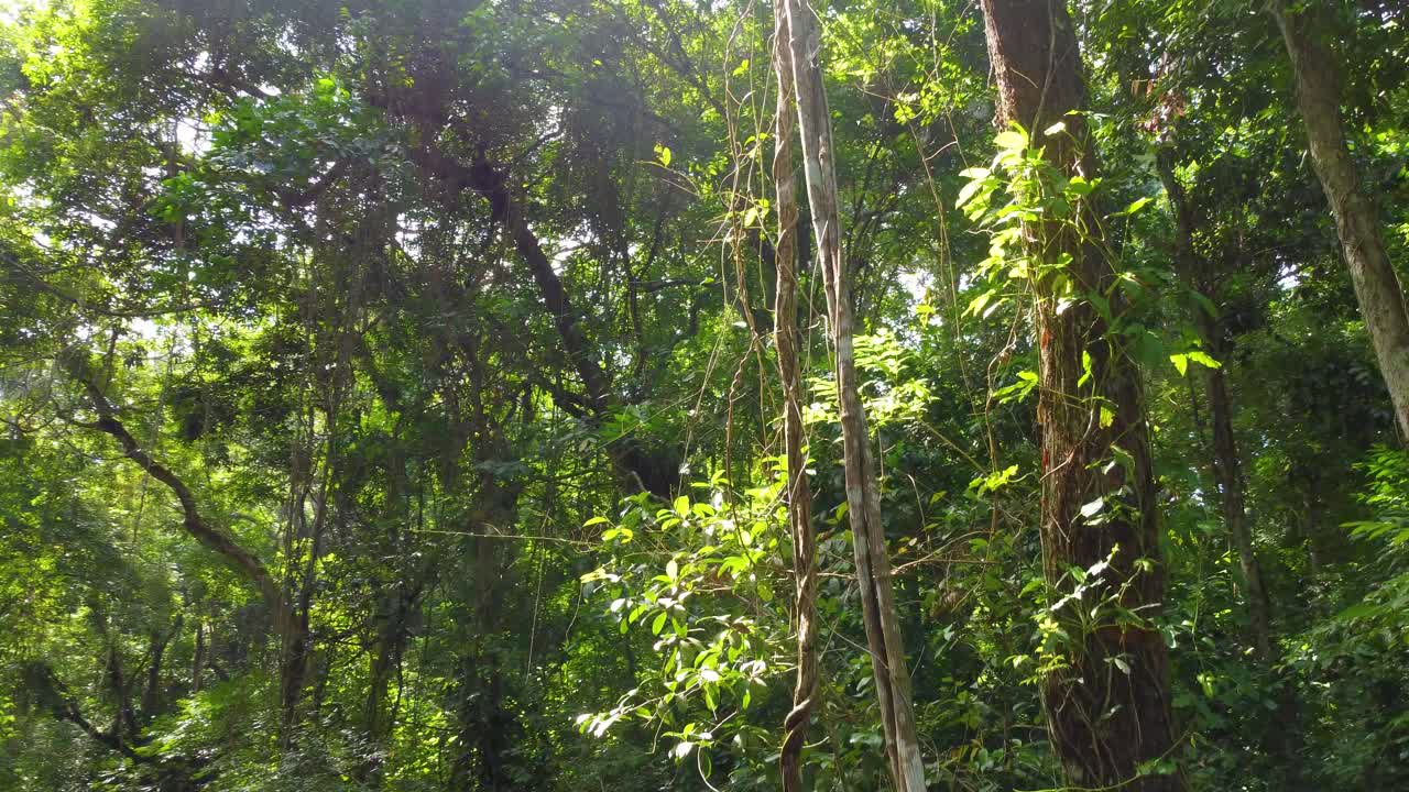 Sole che filtra attraverso la foresta con liane e alberi verdi.