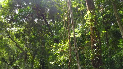 Sonne-Scheint-Durch-Den-Wald-Mit-Weinreben-Und-Grünen-Bäumen