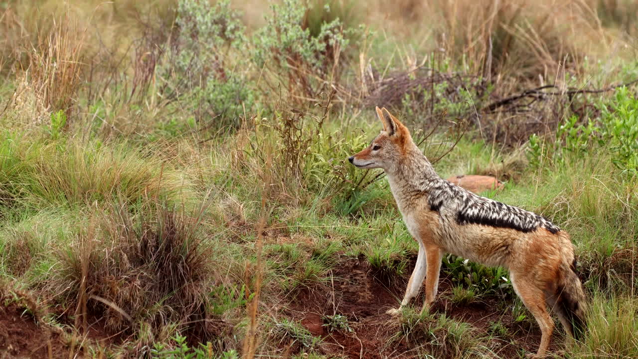 Opportunistic and inquisitive black-backed jackal scan surroundings in grassland