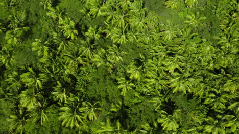 lush green palm tree canopy in tropical rainforest jungle, drone shot