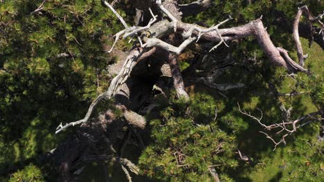 Top-View-Of-The-Ancient-Pine-Tree-Sveti-Bor-In-Kamena-Gora,-Prijepolje,-Serbia---aerial-ascend