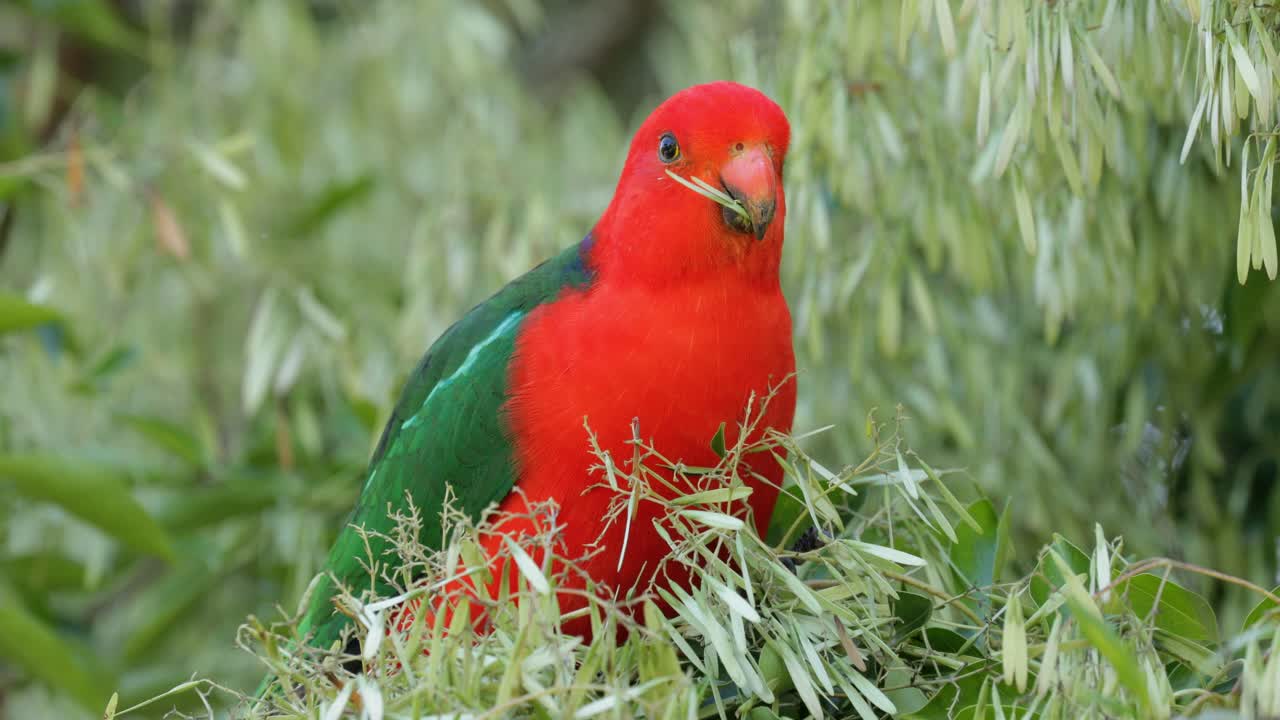 Premium Stock Video Male Australian King Parrot Calmly Consuming Ash