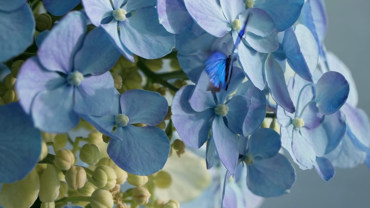 A serene video scene of a butterfly in flight among pastel flowers, captured from a low angle