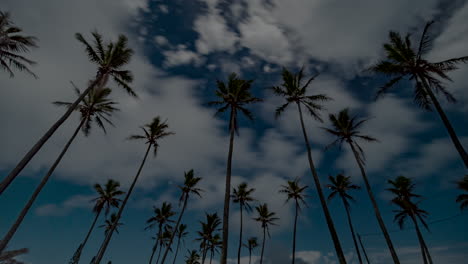 time lapse of moonlit cloudscape at night, full moon sky over tall palm trees