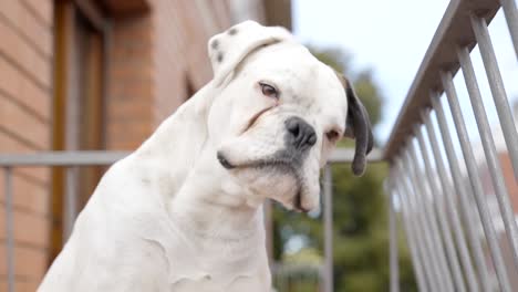White-boxer-looking-at-camera-barking