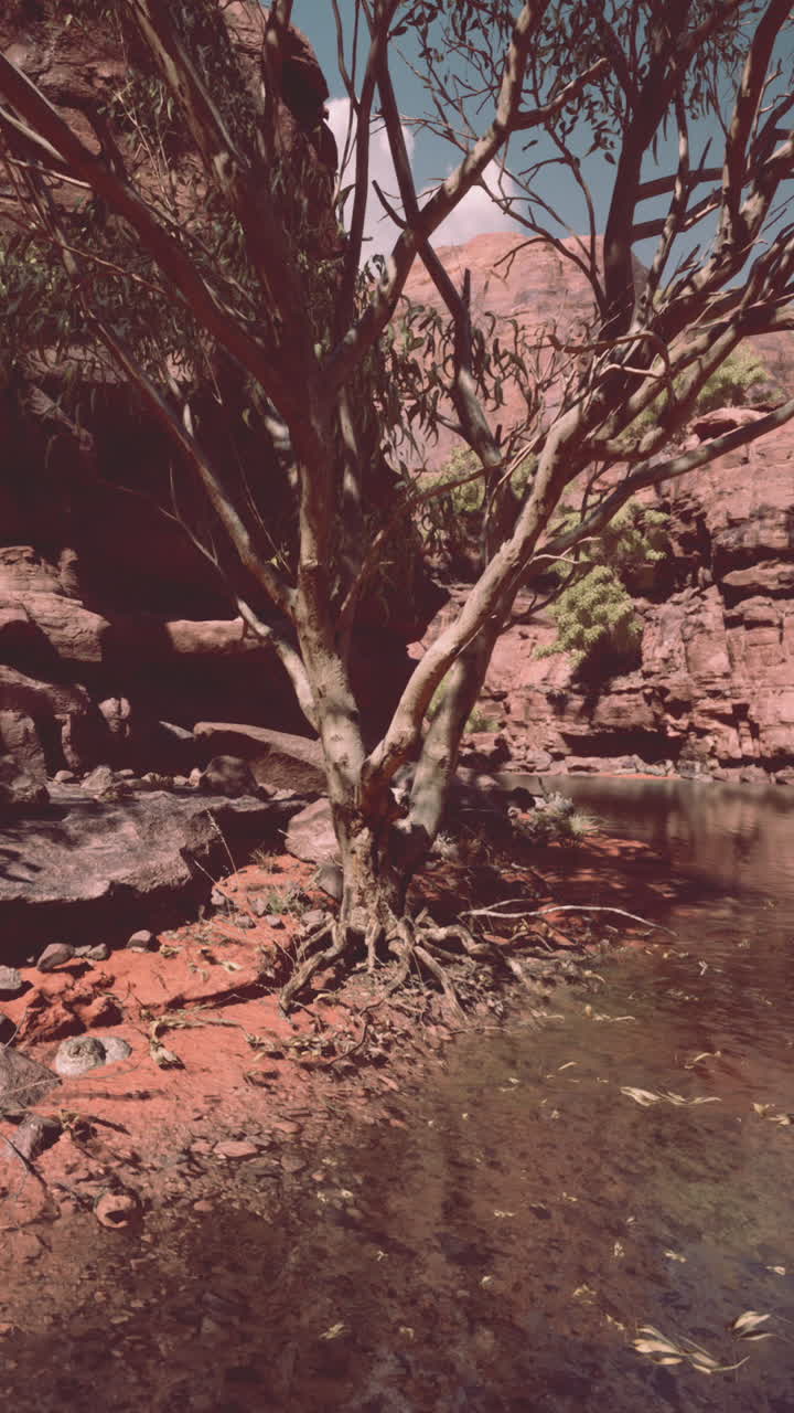 un árbol de pie en un pequeño estanque de agua en un cañón del desierto
