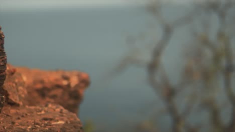 Establecimiento-De-Una-Toma-De-Ruinas-De-Ladrillos-De-Laterita,-árbol-Seco-Sin-Hojas-En-Un-Día-Soleado-Con-Un-Fondo-Marino