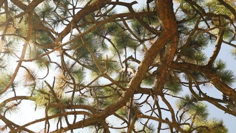 Looking-up-through-the-pine-trees-in-the-forest---low-angle,-orbit