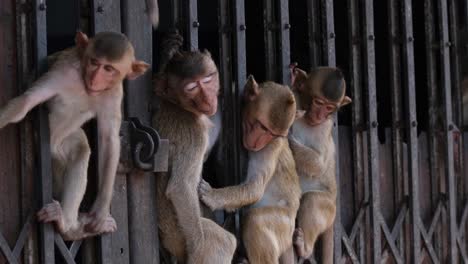 three long-tailed macaques, macaca fascicularis and another one comes to go through the gate and goes down to disappear, lop buri, thailand